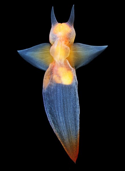 Северный клион морской ангел моллюск