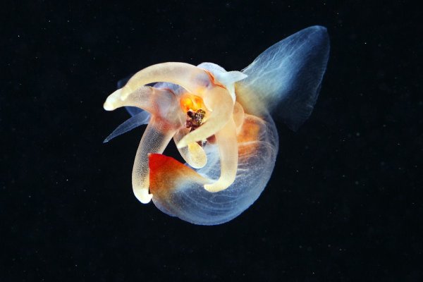 Морской ангел крылоногий моллюск