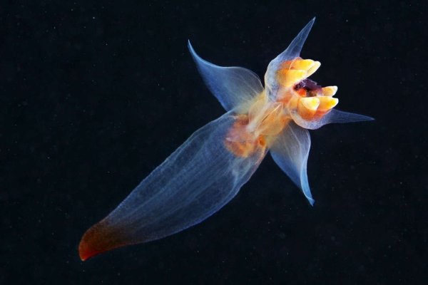 Голожаберные моллюски морской ангел