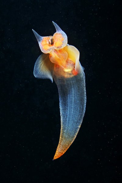 Крылоногий моллюск, лимацина (limacina helicina)