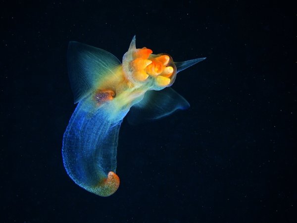 Крылоногие моллюски лимацины