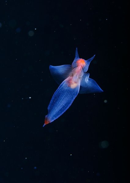 Крылоногий моллюск клион