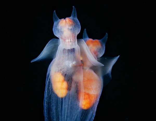 Голожаберные моллюски морской ангел