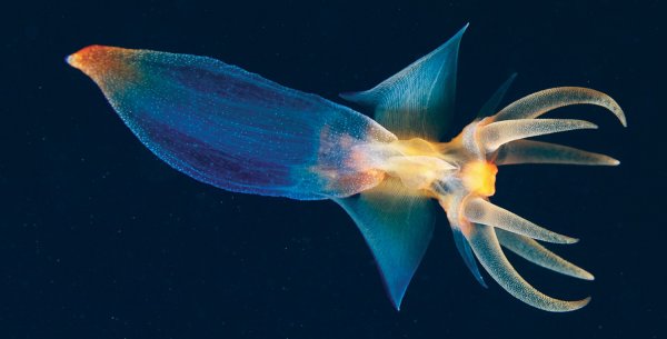 Крылоногий моллюск клион