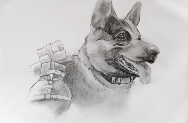 Рисунок фронтовой собаки конкурс