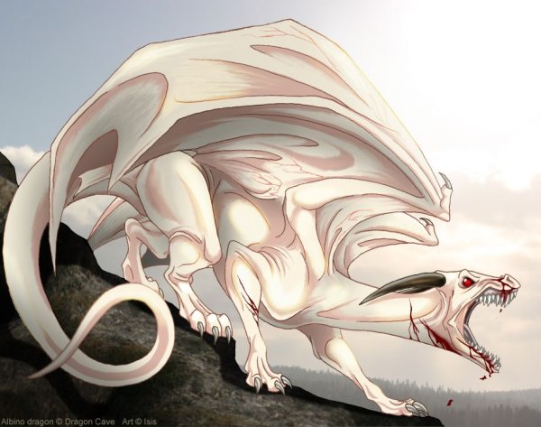 Белый дракон альбинос