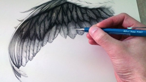 Крылья карандашом