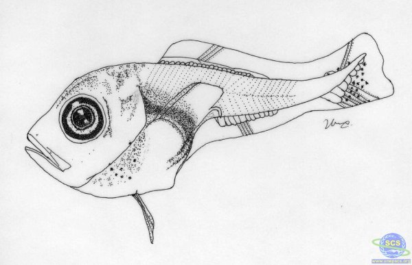 Глаз рыбы рисунок