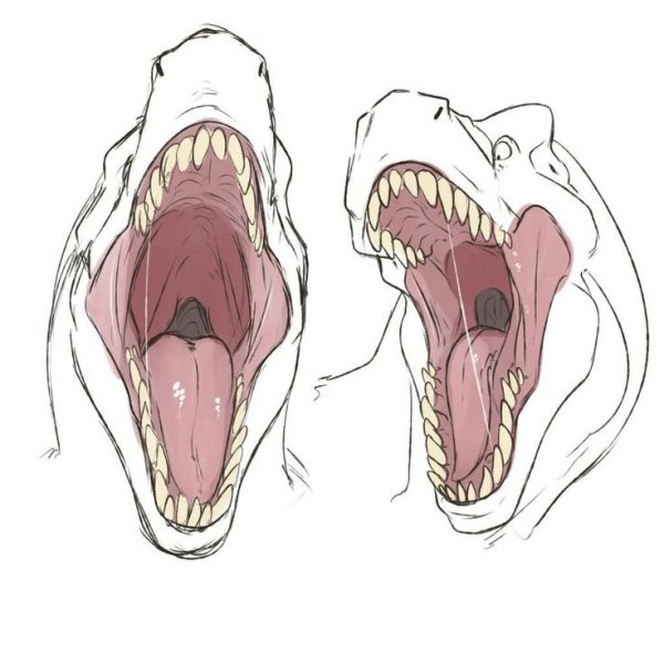 Рисунки рот дракона