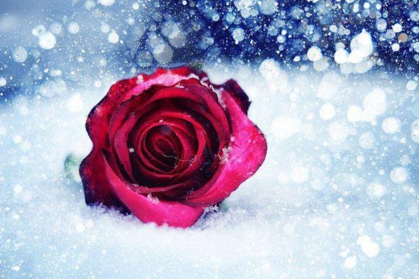 Роза на фоне зимы