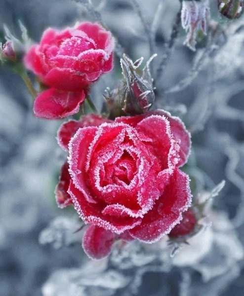 Рисунки розы на морозе