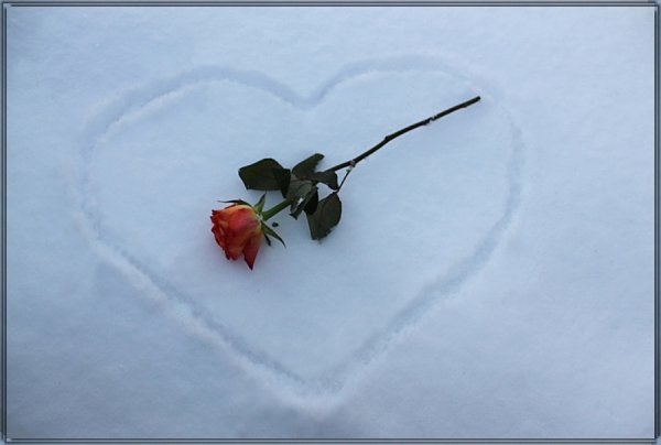 Роза лежит на снегу
