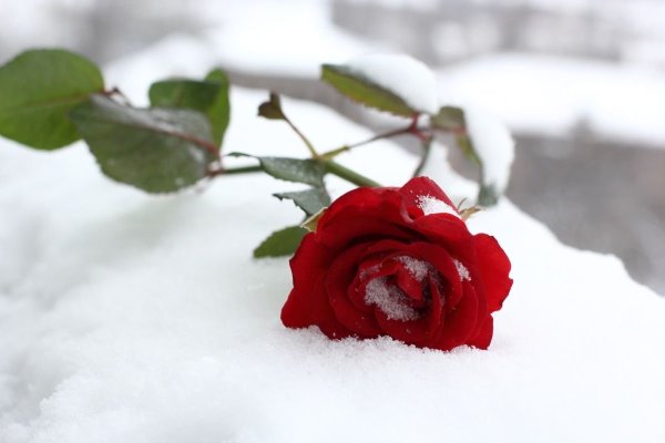 Розы на снегу