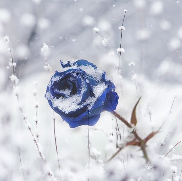 Зимние голубые розы