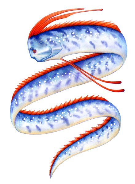 Морской змей — сельдяной Король