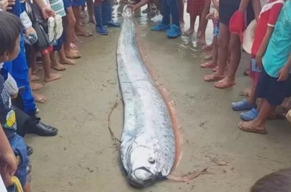 Самая большая рыба