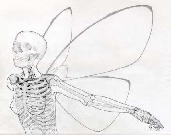 Скелет человека рисунок карандашом