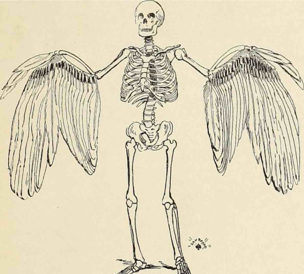 Птичье крыло скелет