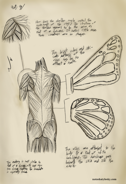 Анатомия крыла человека