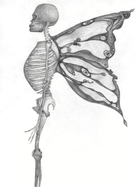 Скелет бабочки