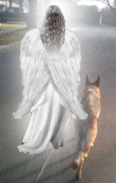 Ангел хранитель животных