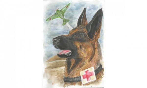 Собаки герои Великой Отечественной войны рисунки