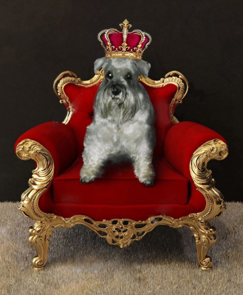 Собака на троне