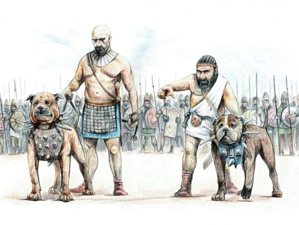 Боевые собаки древнего Рима