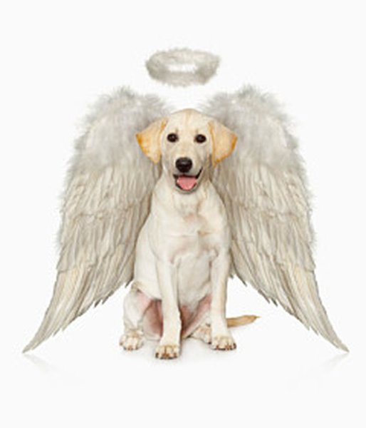 Собака с крыльями ангела