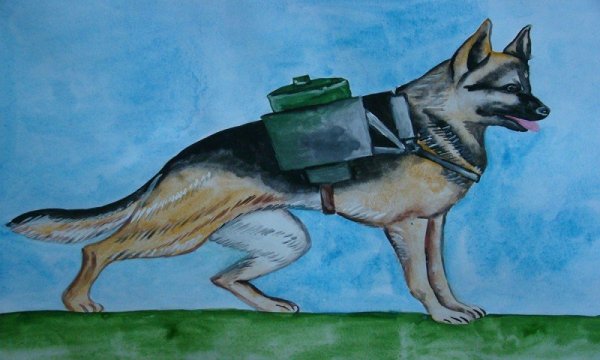Военная собака рисунок