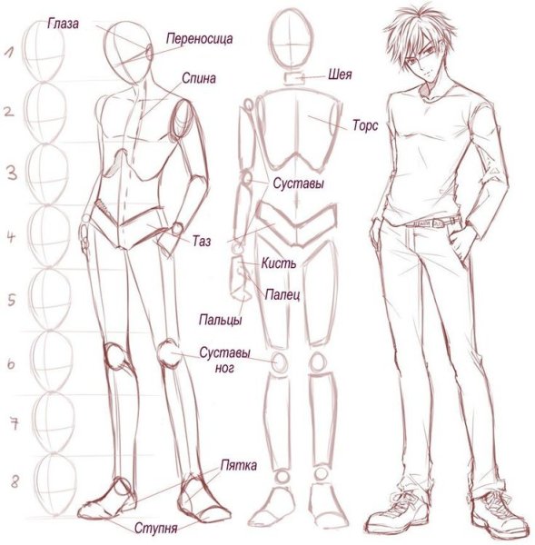 Пропорции тела аниме парня