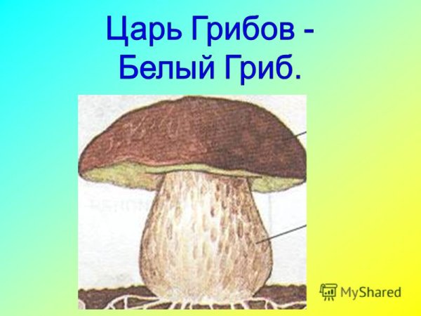 Гриб Боровик царь грибов