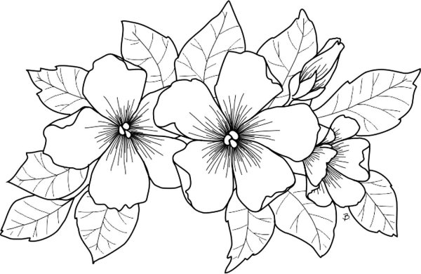 Рисунок цветок для распечатки