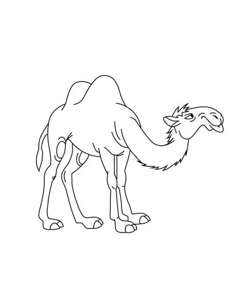 Верблюд рисунок карандашом