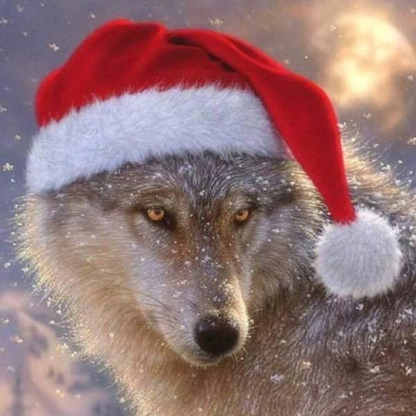 Волки в новогодних шапочках