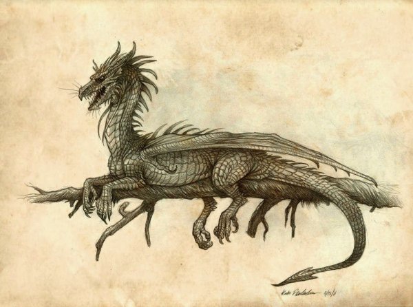 Драконоведение Европейский дракон