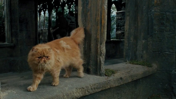Кот живоглот из Гарри Поттера
