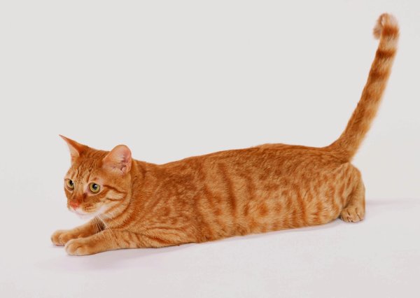 Бенгальская короткошерстная кошка рыжая