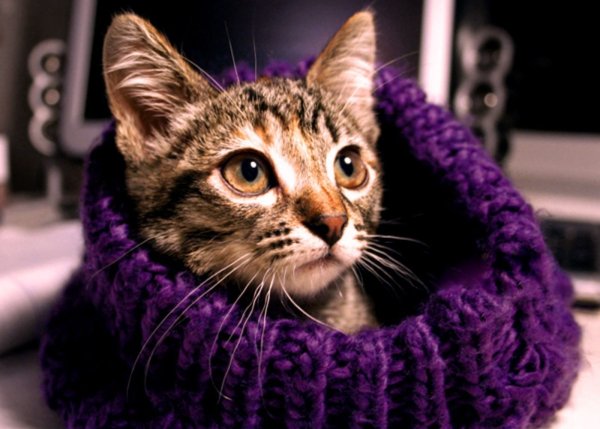 Кот в фиолетовых тонах