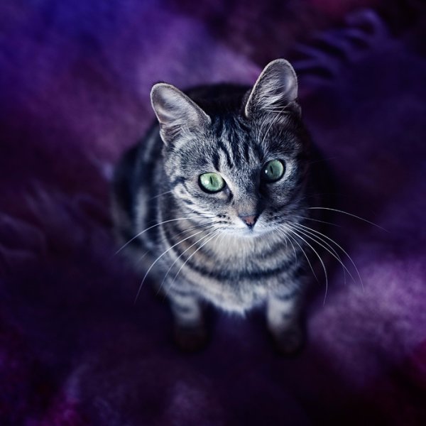 Фиолетовые коты