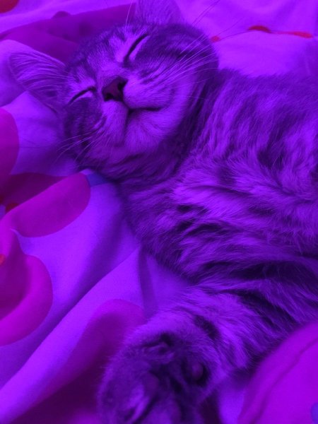 Рыжий кот на фиолетовом фоне