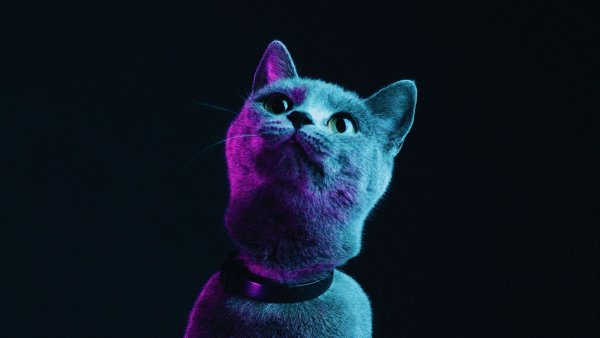 Кошка на фиолетовом фоне