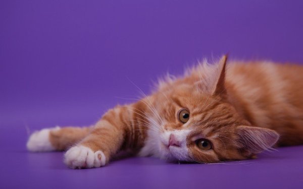 Кошка на фиолетовом фоне