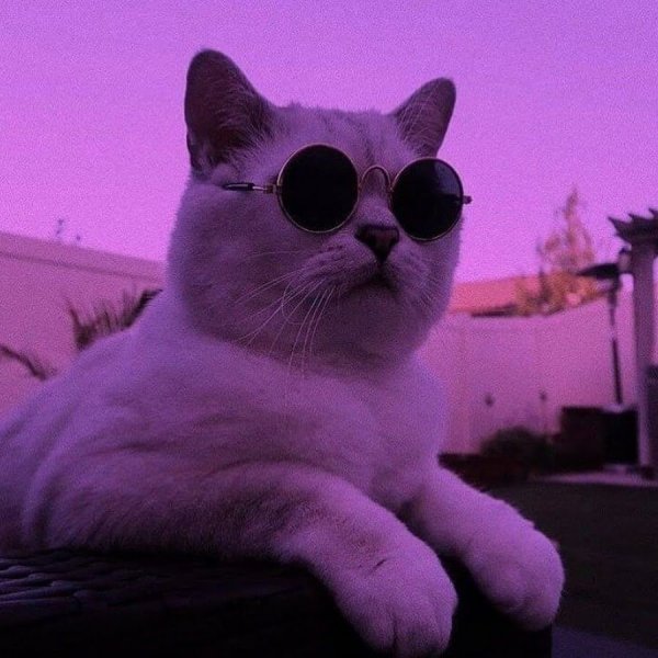 Коты Эстетика фиолетового