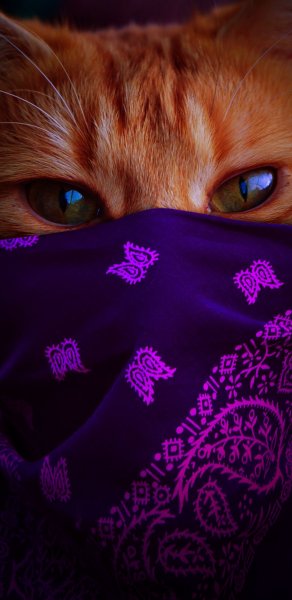 Котик в бандане фиолетовый