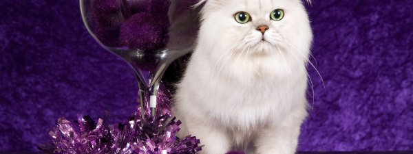 Котик на фиолетовом фоне