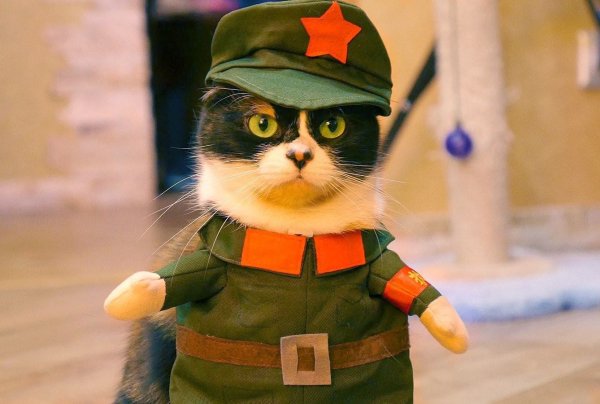 Кот военный