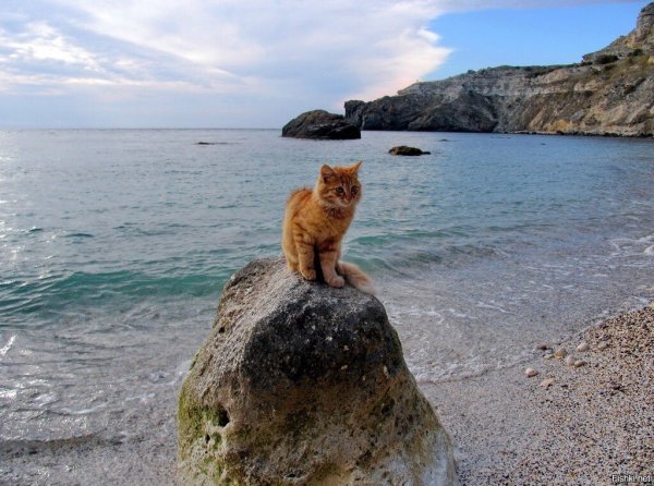 Кот на берегу моря