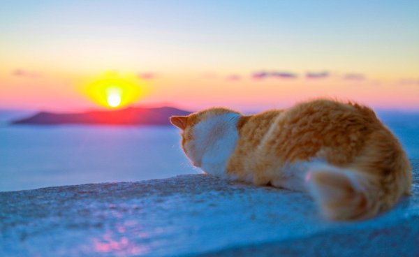 Кошка на фоне моря