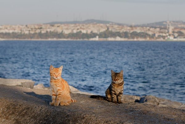 Кошки на берегу моря